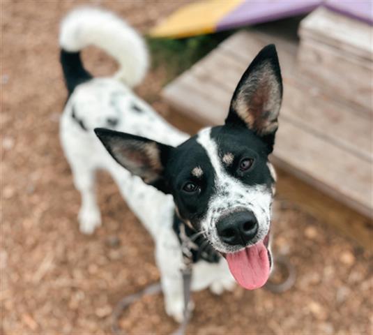 adoptable Dog in Mckinleyville, CA named IVY