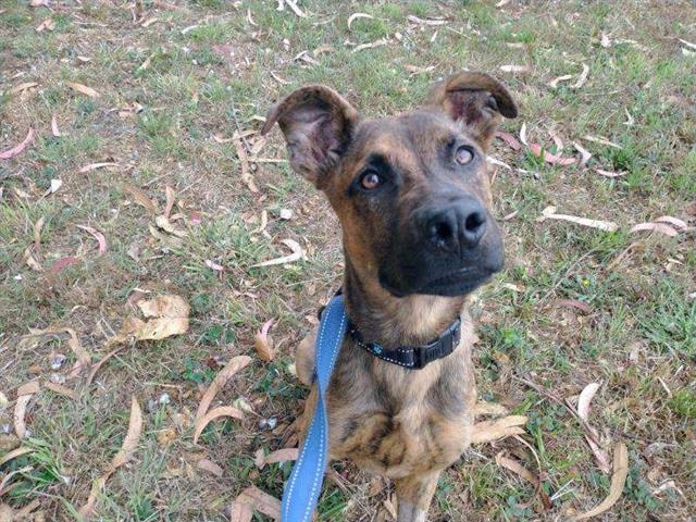 adoptable Dog in Mckinleyville, CA named ROBBIE