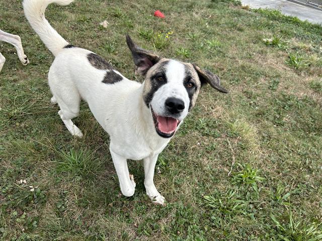 adoptable Dog in Mckinleyville, CA named KENNY