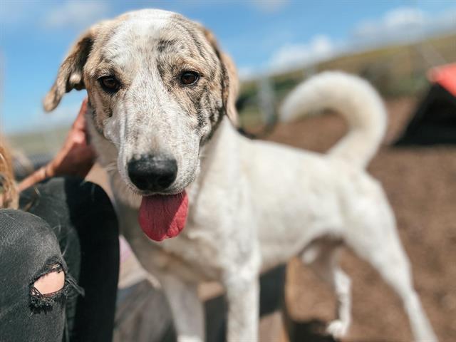 adoptable Dog in Mckinleyville, CA named GABLE