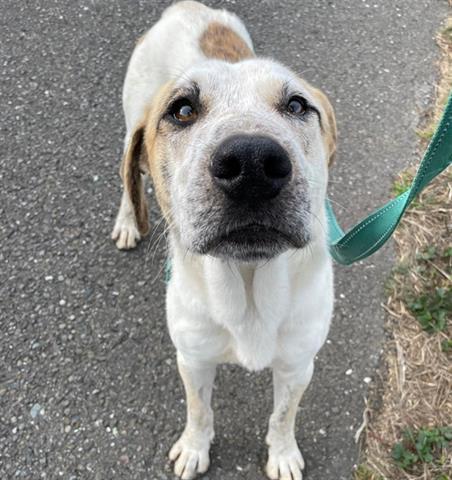 adoptable Dog in Mckinleyville, CA named RICKY