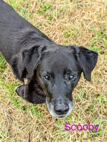 adoptable Dog in Mckinleyville, CA named SCOOBY