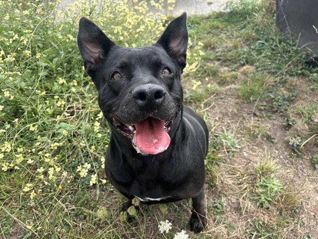 adoptable Dog in Mckinleyville, CA named EMMA