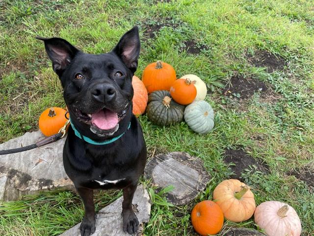 adoptable Dog in Mckinleyville, CA named EMMA