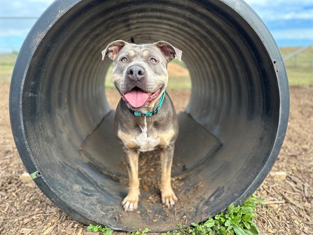 adoptable Dog in Mckinleyville, CA named ROCKY