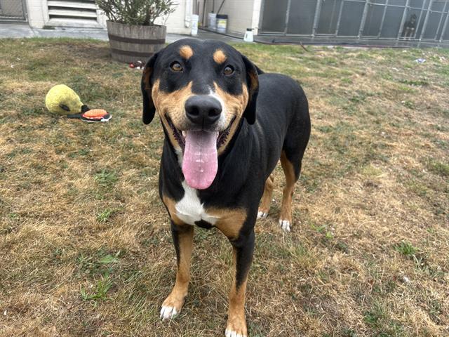 adoptable Dog in Mckinleyville, CA named SLOTH