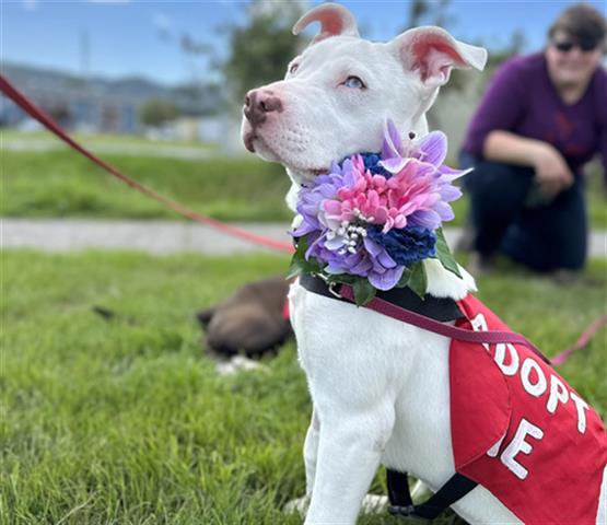 adoptable Dog in Mckinleyville, CA named ELSA