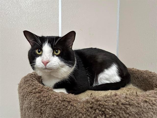 adoptable Cat in Mckinleyville, CA named FONZI