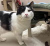 adoptable Cat in mckinleyville, CA named CHACHI