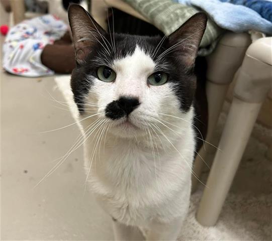 adoptable Cat in Mckinleyville, CA named ROB