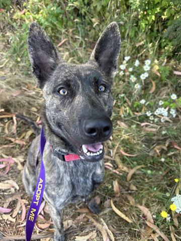 adoptable Dog in Mckinleyville, CA named MILO