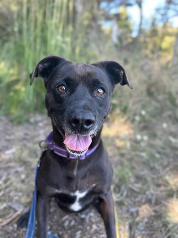 adoptable Dog in Mckinleyville, CA named BURGESS