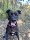 adoptable Dog in mckinleyville, CA named BURGESS