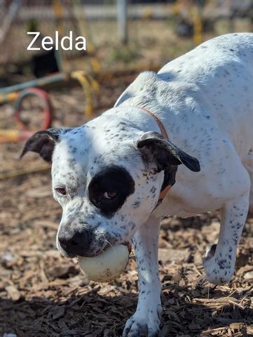 adoptable Dog in Mckinleyville, CA named ZELDA