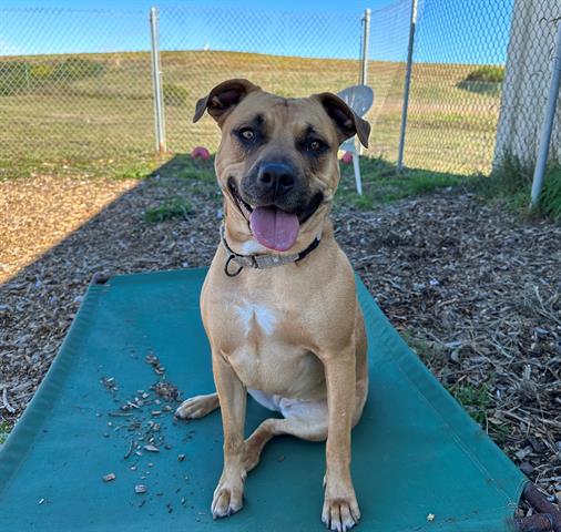 adoptable Dog in Mckinleyville, CA named SCARLET