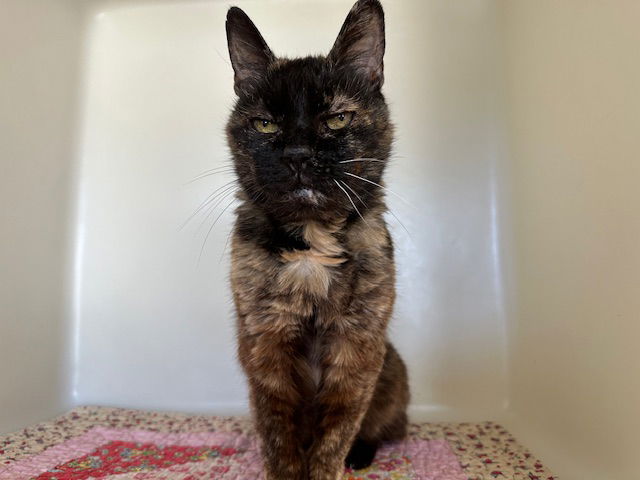 adoptable Cat in Mckinleyville, CA named LIZA