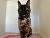 adoptable Cat in mckinleyville, CA named LIZA