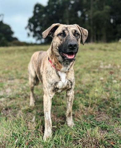 adoptable Dog in Mckinleyville, CA named FINN