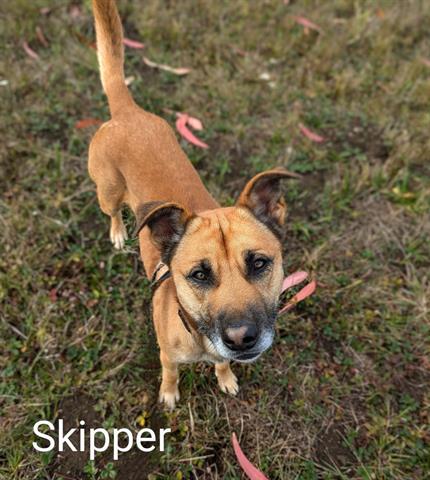 adoptable Dog in Mckinleyville, CA named SKIPPER