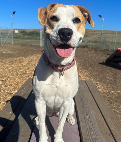 adoptable Dog in Mckinleyville, CA named CALLIE