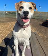 adoptable Dog in mckinleyville, CA named CALLIE