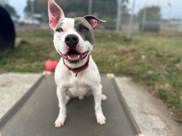 adoptable Dog in Mckinleyville, CA named CURLY