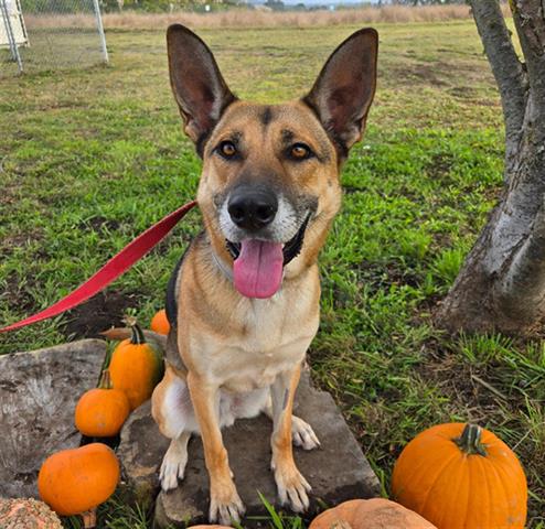 adoptable Dog in Mckinleyville, CA named MISSES