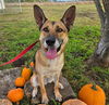 adoptable Dog in mckinleyville, CA named MISSES