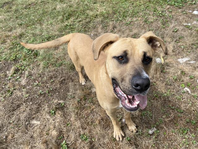 adoptable Dog in Mckinleyville, CA named HARLEY