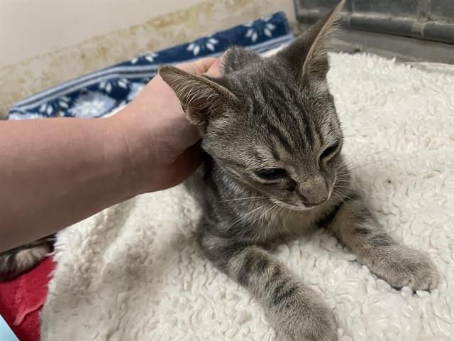 adoptable Cat in Mckinleyville, CA named SHAGGY