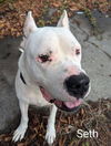 adoptable Dog in mckinleyville, CA named SETH