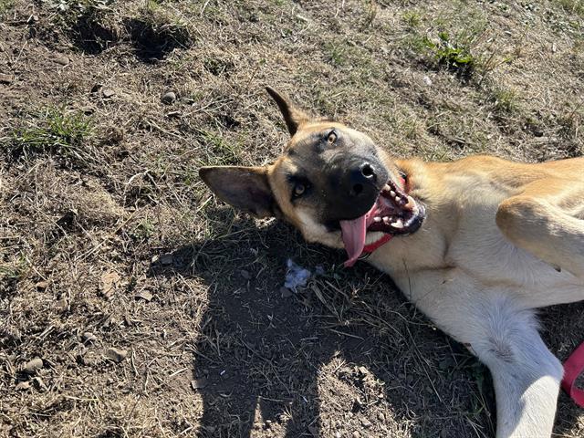 adoptable Dog in Mckinleyville, CA named HAWK