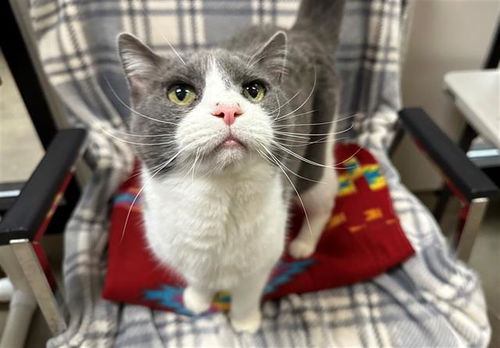 picture of the cat needing adoption