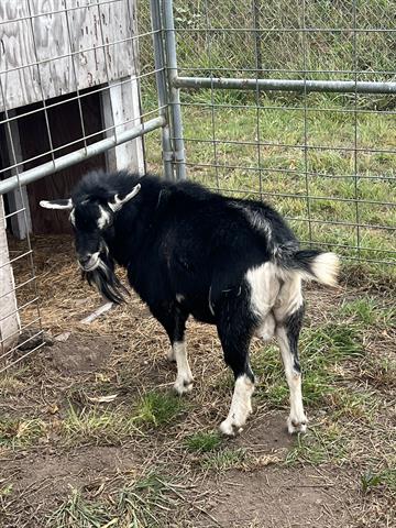 adoptable Goat in Mckinleyville, CA named MILK DUD