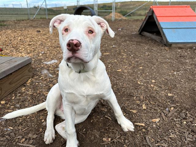 adoptable Dog in Mckinleyville, CA named WINSTON