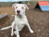 adoptable Dog in mckinleyville, CA named WINSTON