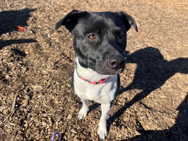 adoptable Dog in Mckinleyville, CA named JOANNA