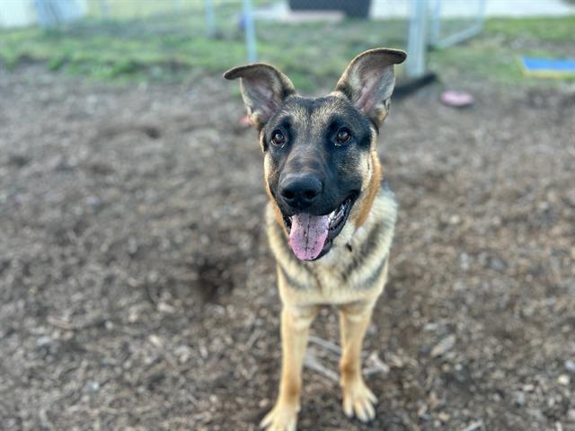 adoptable Dog in Mckinleyville, CA named HOUSTON