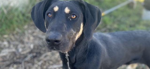 adoptable Dog in Mckinleyville, CA named NORMAN