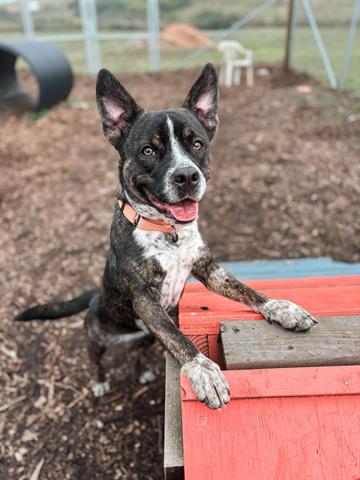 adoptable Dog in Mckinleyville, CA named CARLY