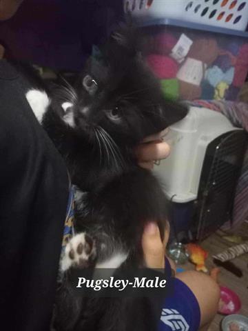 adoptable Cat in Mckinleyville, CA named PUGSLEY