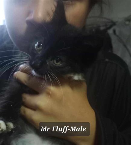 adoptable Cat in Mckinleyville, CA named MR. FLUFF