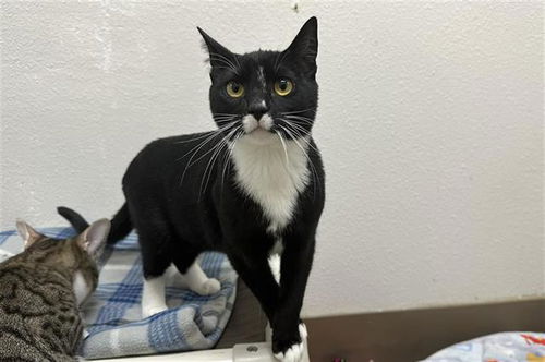 picture of the cat needing adoption