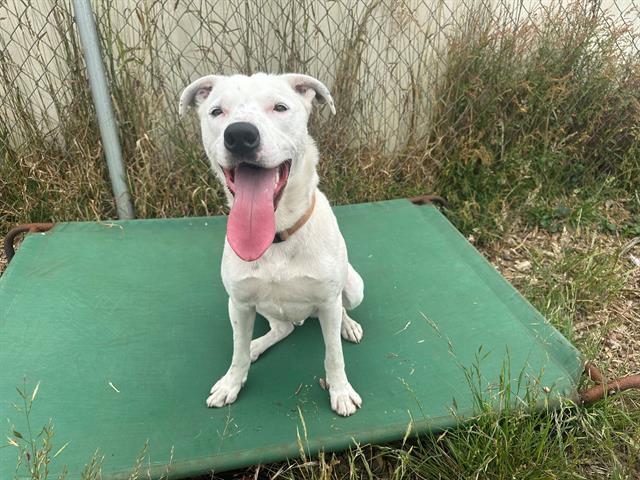 adoptable Dog in Mckinleyville, CA named ZIPPY