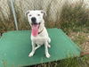 adoptable Dog in mckinleyville, CA named ZIPPY