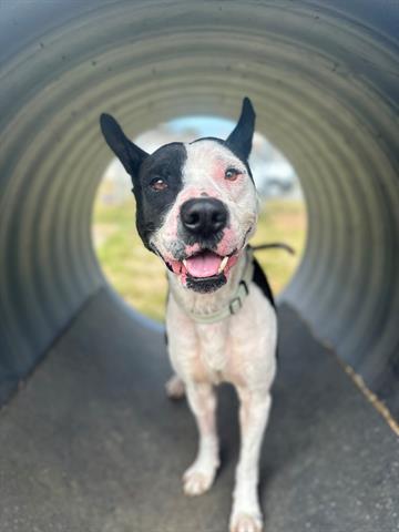 adoptable Dog in Mckinleyville, CA named JOE