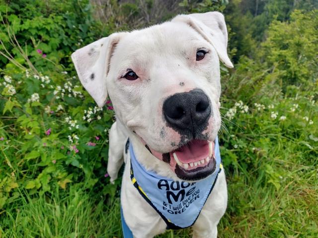 adoptable Dog in Mckinleyville, CA named DEAN