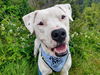 adoptable Dog in  named DEAN