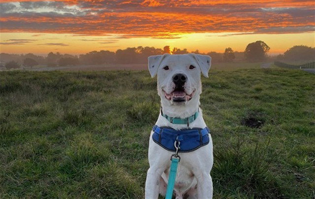 Dogo Argentino