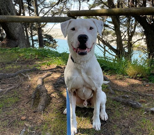 DEAN, an adoptable Dogo Argentino in McKinleyville, CA